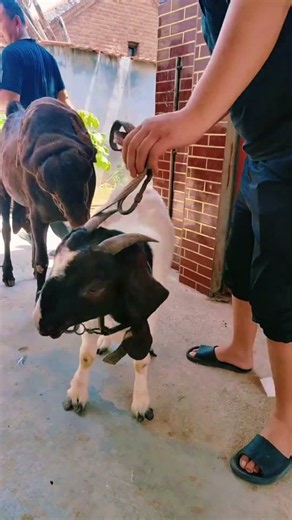 They are allowed to go for walks every day 56