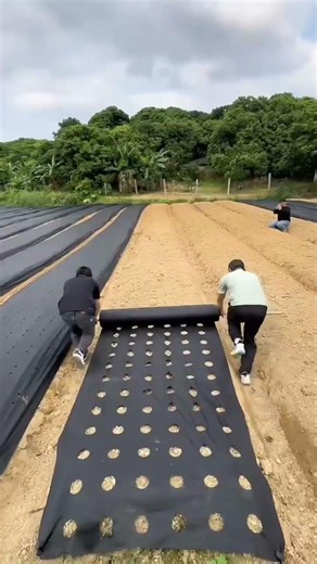 ​🌱🖤 Pre-Punched Agricultural Mulching Sheet | Super-Fast Crop Row Installation Hack
