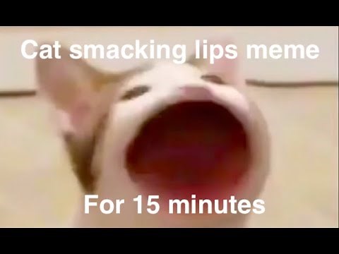 Cat smacking lips meme for 15 minutes
