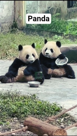 Pandas in a lazy mood after eating! Drama with bowl in hand 😂🐼#panda #usa #viral #usaanimal0122 #sho