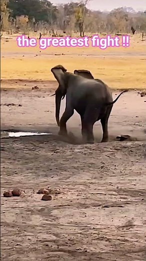 the greatest fight ever! #natgeo #wild #wildanimals #animalplanet #trending #viral #shorts #ytshorts