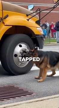 Hero German Shepherd Saves School Bus Full of Kids