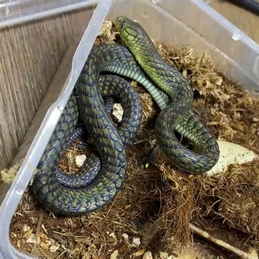 Moving day old baby Western green mambas ❤️ #snakesofinstagram #snakeskin #HerpLife #snakesareawesome | Chrisweeet