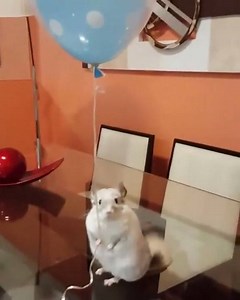 Because we all need a chinchilla holding a balloon in our lives... | Billie Myers