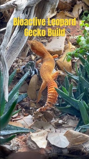 36x18x18” Bioactive Leopard Gecko Build Tutorial #everevolvingexotics #reptileshop #tucson #arizona