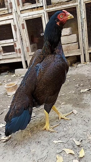 Pakistani Aseel Old Bloodline Murgi: Amazing Growth & Care Tips