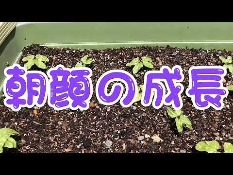 Morning Glory: From Seed to Bloom
