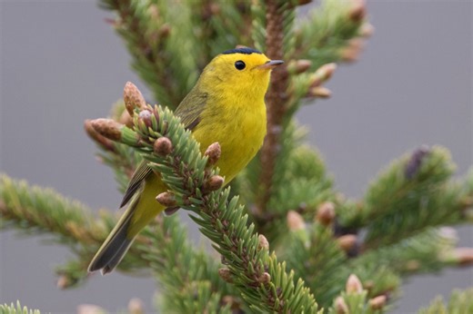 Millions of birds to migrate through Iowa