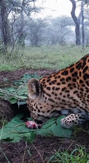 UNBELIEVABLE! Leopard's Secret Jungle Feast Caught on Camera! #Wildlife #BigCats
