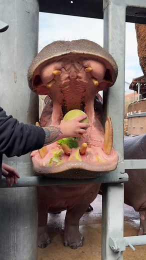 Snack Time with Timothy! Hippo Eating Cute Videos