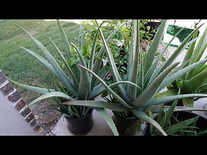October 2025 Aloe Update