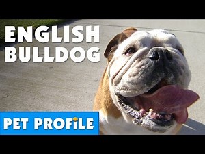 English Bulldog Pet Profile | Bondi Vet