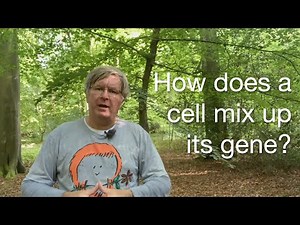 DNA Recombination and Holiday Junction: The Key to Genetic Variation