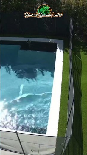🦎 No More Iguana Poop Around Swimming Pool