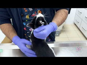 Find Your Perfect Birman Kitten: Prices, Breeders & Care Tips