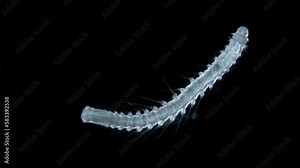 Worm family Iospilidae under a microscope, class Polychaeta, possibly genus Phalacrophorus sp. Indian ocean