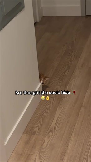 Cat Pretends to be Hurt for Attention