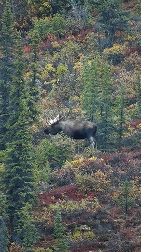 Giant 18 Pointer Bull Moose Hunting #hunting #moosehunting