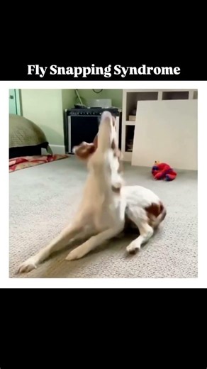 Why Do Dogs Snap at Invisible Flies? | Fly Snapping Syndrome #veterinary#Canine#Flysnappingsyndrome
