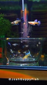 Taking care of guppies is not a duty—it’s a choice. I choose to give my time, love, and care. In return, they give me peace and joy. Giving, in itself, is a kind of happiness. #Aquarium #Guppy | Joshguppyfish 喬的孔雀魚