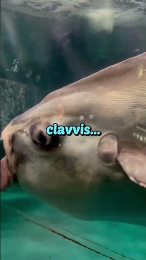 The 45 Million Year "Fail": Why the Sunfish is Nature’s Luckiest Mistake