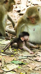 18 reactions | New Born Baby Monkey Play | Monkey | Facebook