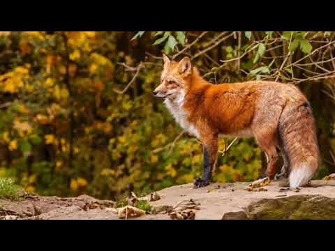 Red Fox Therian|Meditation And Shifting Music With Fox Noises