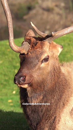 Close-up of Unicorn on the golf course in Estes Park Colorado. #coloradoadventures #coloradowildlife #Colorado #estesparkcolorado #ELK #estespark #unicornelk #bullelk #unicorn | Colorado Adventures