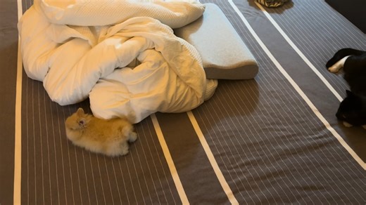 Rabbit runs circles around cat on bed in Jiangsu, China