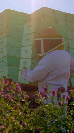 23 reactions | Did you know that beekeepers drive their bees from...