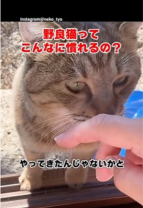 野良猫から家猫になるまでの表情変化｜保護猫の成長