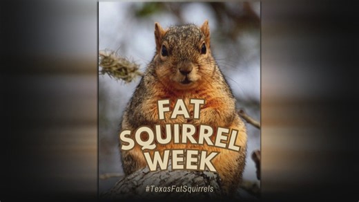 Texas celebrates Fat Squirrel Week