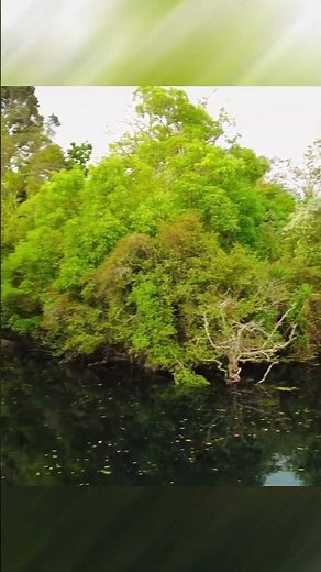 Exploring Western Springs Auckland | Nature, Wildlife & History 🦢🏞️ | new zealand vlog