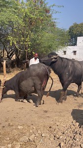 1.1M views · 3.3K reactions | Very amazing buffaloes meeting with you and your family love you  love love | All Time Amazing Fact | Facebook