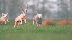 Made with Lockdown by @freshmograph Get Lockdown https://aescripts.com/lockdown #aescripts #aftereffects #lockdownAe Another test of Lockdown 3 from @ChrisVranos available @aescripts. Stabilized tracking worked perfectly to get a track during the jump. Despite the distance the sheep moves between frames and the large about of motion blur, it did a great job. | aescripts