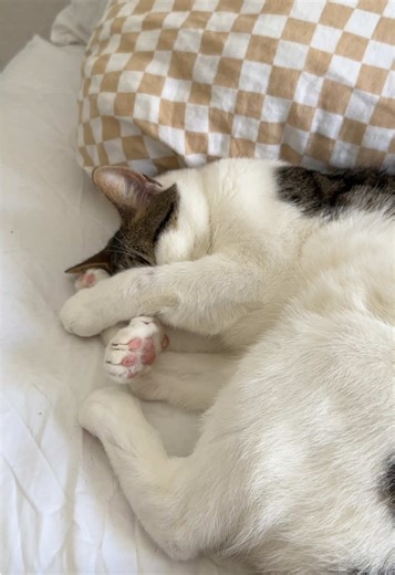 Mushroom the Grumpy Cat's Morning Struggles