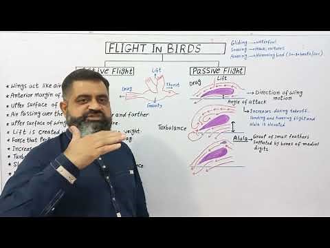 Locomotion in Birds English medium ‪@prof.masoodfuzail‬| Mechanism of Flight in Birds | Birds Flight