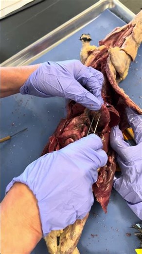 Mink Dissection PART 3