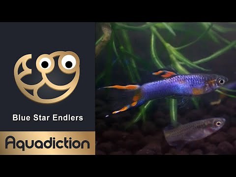 Blue Star Endlers - Endler Guppy - Endlers in Macro 4K