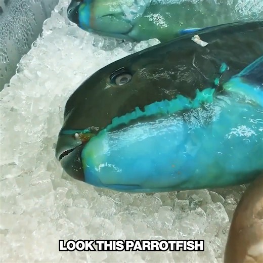 The Most "Alien" Food on Earth! | Hiroyuki Terada - Sushi Master