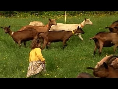 Les fermes d'autrefois - la chèvre