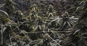 High-quality footage of a cannabis growing area with fully matured flowers. The detailed view highlights the large, resin-rich buds, showcasing the final growth stage before harvest.