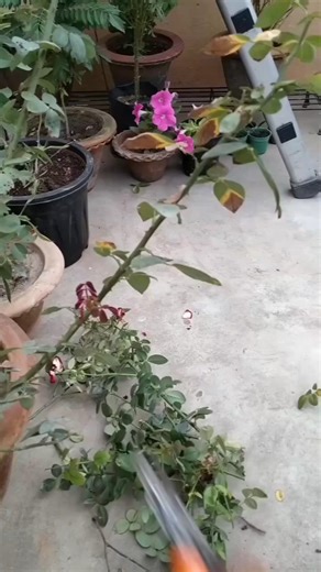 ROSE PLANT CARE TIPS, BEFORE WINTER #flowers #plants #rose #winter #work #care #tips #gardening