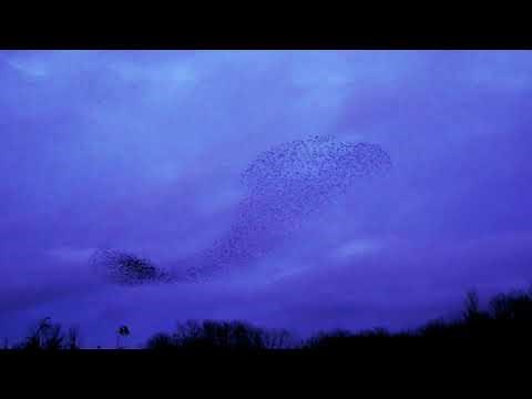 "Leisure" with Aimee Ffion Edwards_short version