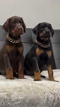 🔴You won't believe the brutal transformation of this Doberman👑#dogs #doberman #pets