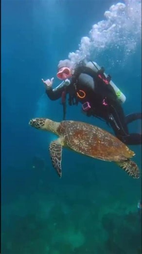 The coral triangle really is all that #scubadiving