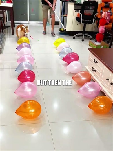 This dog were challenge #dogchallenges #balloonchallenge #funnydogs