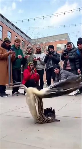 Roadrunner Breaking It Down on the Street! 🐦💥길거리에서 브레이킹 추는 로드러너#Roadrunner #StreetDance