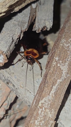 American cockroach insect