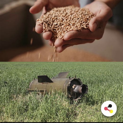🌾 🌽 The war in Ukraine threatens food security in many countries around the world. Germany recognised this early on and, as part of its G7 Presidency, made more than €400 million available to fight the food crisis. 🇩🇪 Find out here what else Germany is doing to promote food security around the world. 🌎 👇 | Deutschland.de